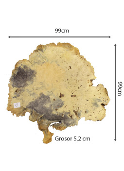 Slab Table Buckeye Burl Nº8