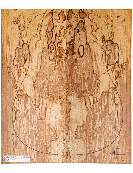 Hêtre Spalted Nº7 Guitare Acoustique MB Exclusive