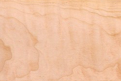 Quilted Maple (Acer saccharum Marsh)