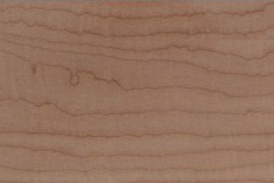 American Curly Maple (Acer saccharum Marsh)