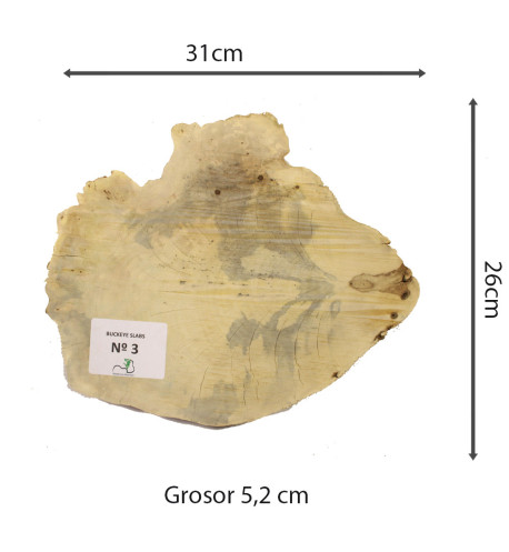 Slab Table Buckeye Burl Nº3