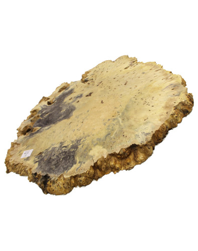 Pieza Lupa Buckeye para Mesa Nº11 2