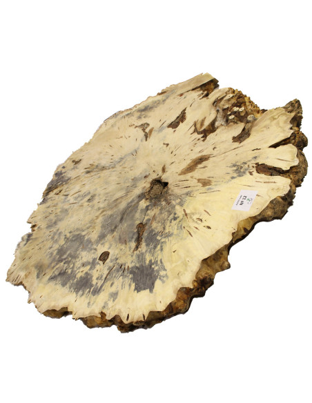 Slab Table Buckeye Burl Nº12