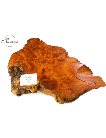 Thuya Burl MB Exclusive Nº11