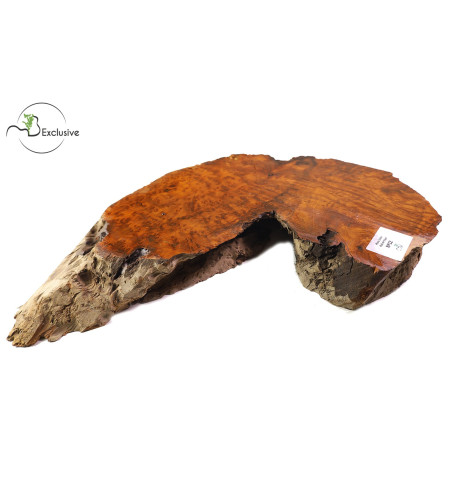 Thuya Burl MB Exclusive Nº12