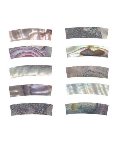 Abalone pce. Rosette GOTOH DM-RST1201 20x5x4,5 mm.