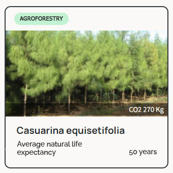Casuariana Equisetifolia